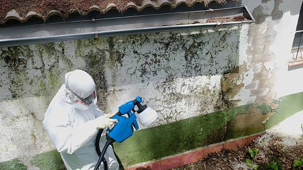 Top rated local Attic Mold Remediation specialists in Galesville, MD